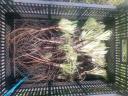 Click for 2 image(s) for this accession. Plant